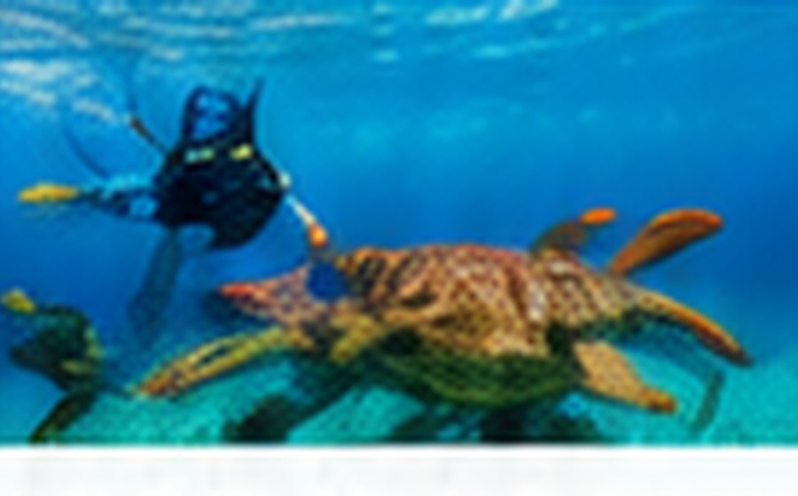 Snorkel cerca de Los Arcos en Puerto Vallarta, imagen ilustrativa